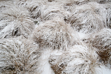 Texture of natural snow with grass. View above the snow.