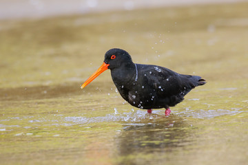 Variable oystercatcher (Haematopus unicolor) bathing in shallow water