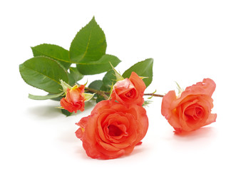 Beautiful orange flowers.