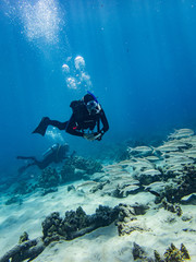 Fototapeta na wymiar Scuba diver swimming over school of reef fish, Puako Hawaii. 
