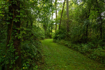 Trails around Castle Rock state park on a hot and humid summer day.  Illinois, USA.