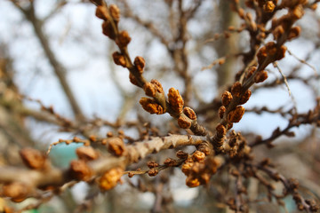 Branches of sea buckthorn. Flowering in the spring. Selective focus. Close-up. Background. Landscape.