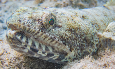 Lizard Fish, Kohala Coast Hawaii. 