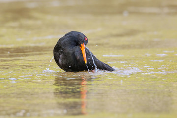 Variable oystercatcher (Haematopus unicolor) bathing in shallow water