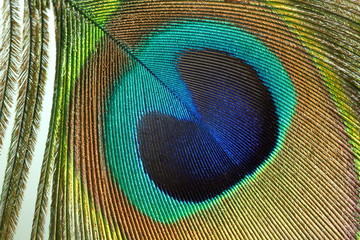 Obraz premium Oeil de Paon