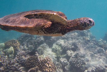 Obraz na płótnie Canvas Hawaiian Green Sea Turtle, Chelonia myda, Honu