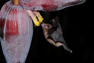 Orange nectar bat (Lonchophylla robusta) © donyanedomam