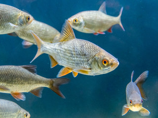 Naklejka premium Banc de gardons en aquarium