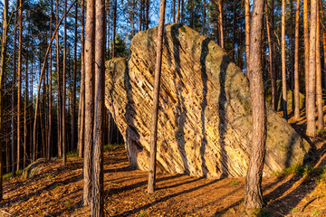 Sandstone rock in pine forest. Illuminated by sunsetting sun