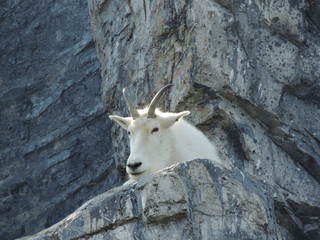 mountain goat on rock