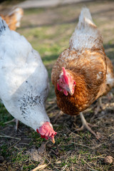 Two hen chicken walking outdoors on the countryyard in farm village
