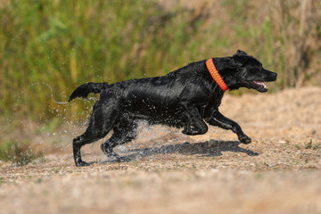 Junger schwarzer Labrador kommt aus einem See mit viel Wasser
