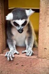 Lemur