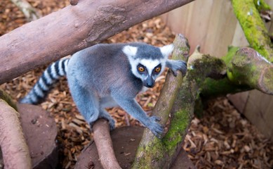 Lemur