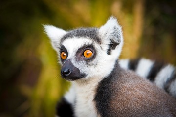 Lemur