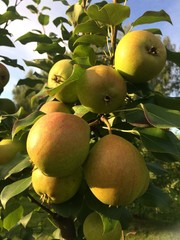 food, tree, green, fruit, nature, ripe, agriculture, summer, branch, healthy, pear, orchard, organic, garden, juicy, season, leaf, plant, sweet, fresh, growth, farm, harvest, freshness, yellow