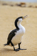 Little pied cormorant (Microcarbo melanoleucos) standing on the beach