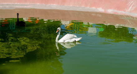 Gaziantep - Turkey.Beautiful Swan on a green lake. Swans feed mainly on aquatic plants and small...
