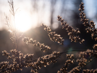 Artistic shot, slightly blurred and with selective focus. Dry grass during sunset.