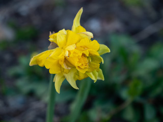 Yellow spring flower at springtime. Selective focus