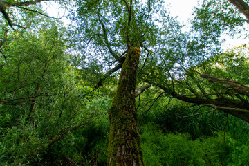 Fototapeta premium natural scenery in Germany 