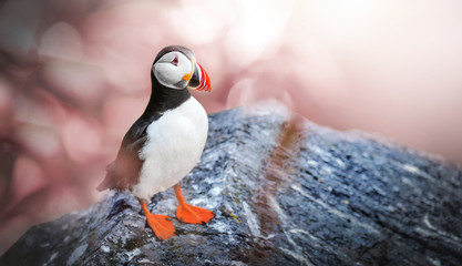 Atlantic Puffins bird or common Puffin, Fratercula arctica.