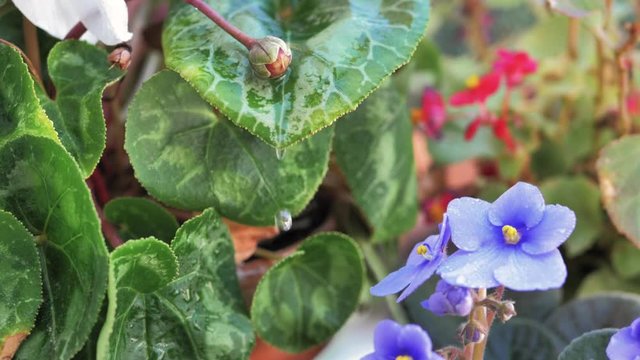 Gota de agua de lluvia cayendo en cascada sobre hojas de plantas en c&aacute;mara lenta