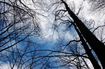 a group of tree crowns with nude branches in winter on the background of the sky with cirrus clouds