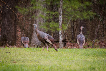 Three female North American Wild Turkeys in the grass at the edge of the woods. Female turkeys are called hens and nest in the Spring.