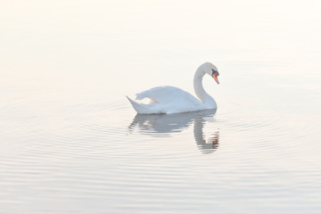 Tranquil scene of a swan swimming in a lake in the morning light