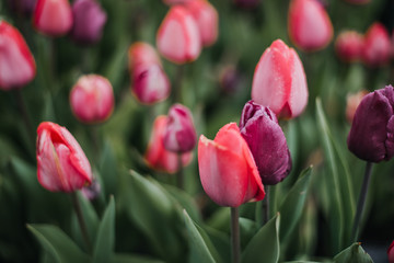 Fototapeta premium Pink and purple tulips in the garden
