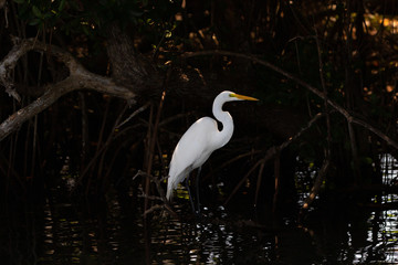 Snowy Egret