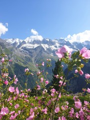 Fototapeta premium flowers in the mountains