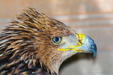 Close portrait of an eastern imperial eagle