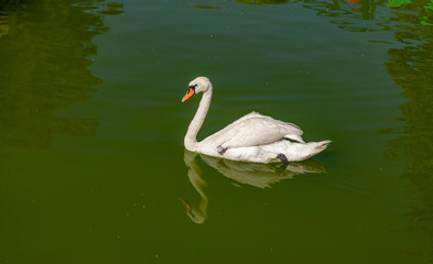 Gaziantep - Turkey.Beautiful Swan on a green lake. Swans feed mainly on aquatic plants and small...