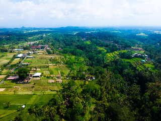 Beautiful green rice fields, jungle forest, villas and houses roofs, palms top view aerial landscape from the drone, Ubud, Bali, Indonesia.  