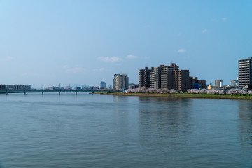 Fototapeta premium 春の新潟市の街並みと満開の桜