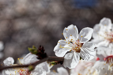 Apricot blooms in the garden in spring