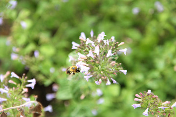 Bergminze, Minze, Biene