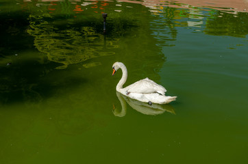 Gaziantep - Turkey.Beautiful Swan on a green lake. Swans feed mainly on aquatic plants and small...
