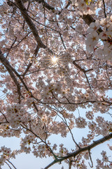 満開の桜と太陽の日差し（光芒・光条）