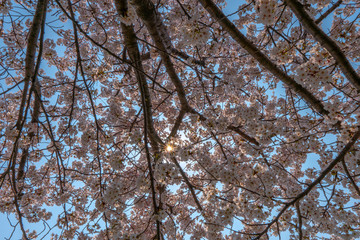 満開の桜と太陽の日差し（光芒・光条）