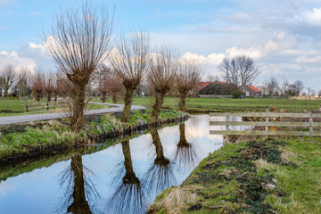 Pollard willows along a ditch in a beautiful agricultural polder landscape close to Rotterdam, the...
