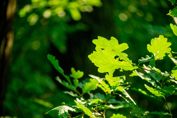 green leaves in sunlight