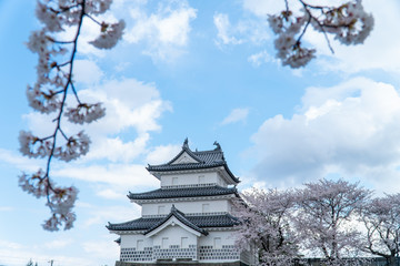 Obraz premium 新発田城と桜