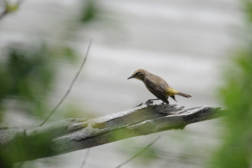 Palm Warbler