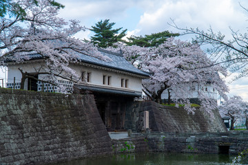 新発田城と桜