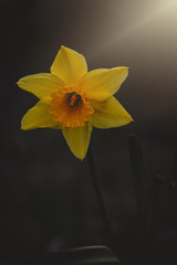 yellow daffodil in the spring garden in close-up