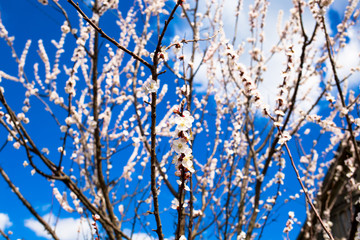 Garden of apricot trees in the village. April is beautiful. 