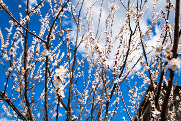 Garden of apricot trees in the village. April is beautiful. 